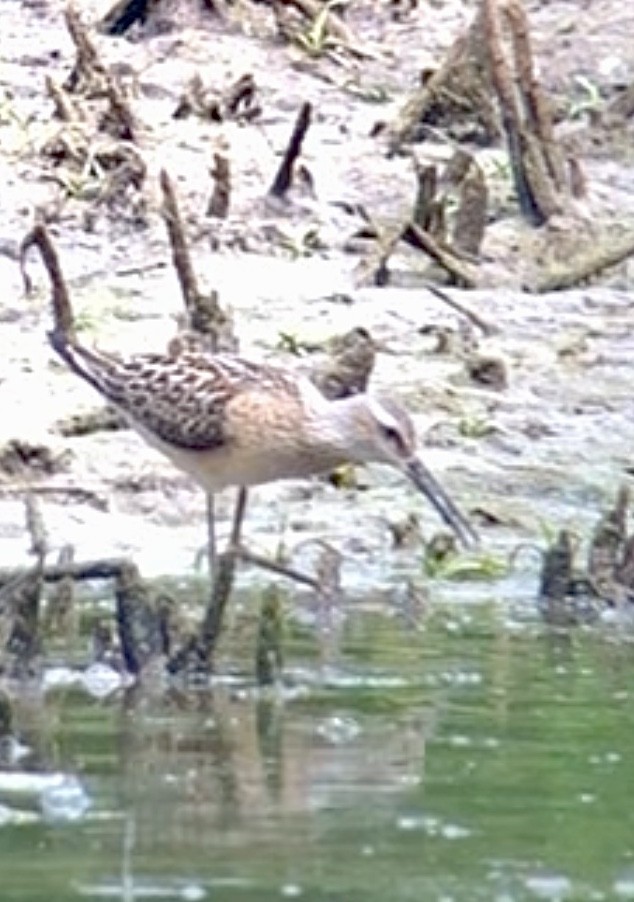 Stilt Sandpiper - ML640807092