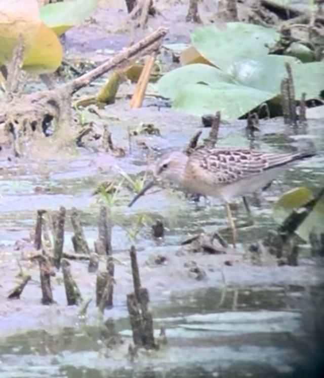 Stilt Sandpiper - ML640807093