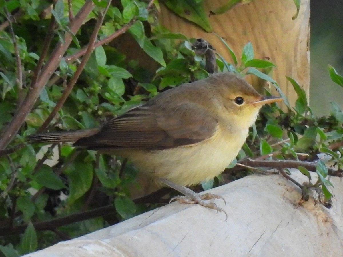 Melodious Warbler - ML640807094