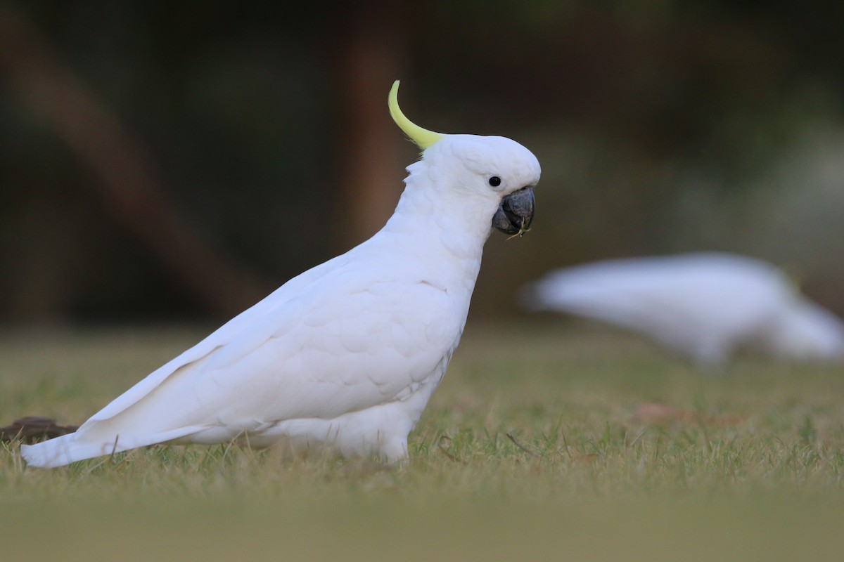 Sulphur-crested Cockatoo - ML640807100