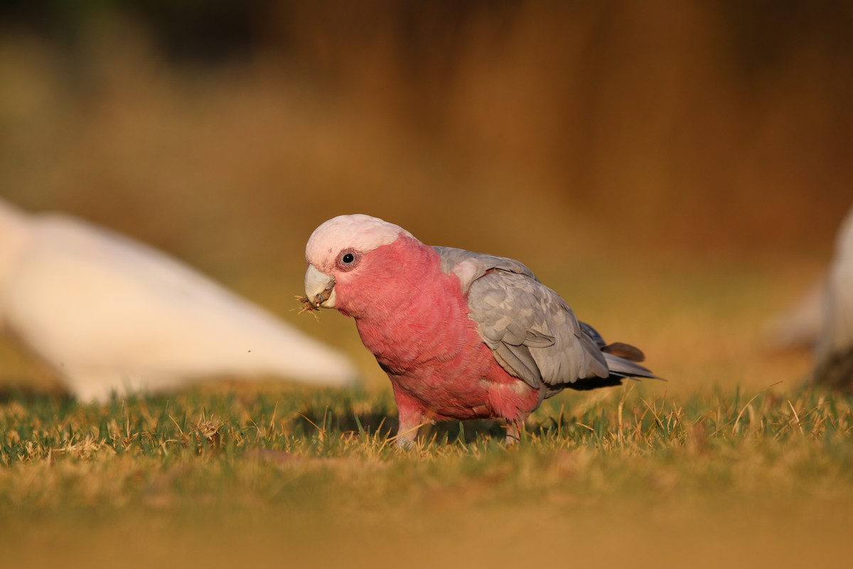 Galah - ML640807116