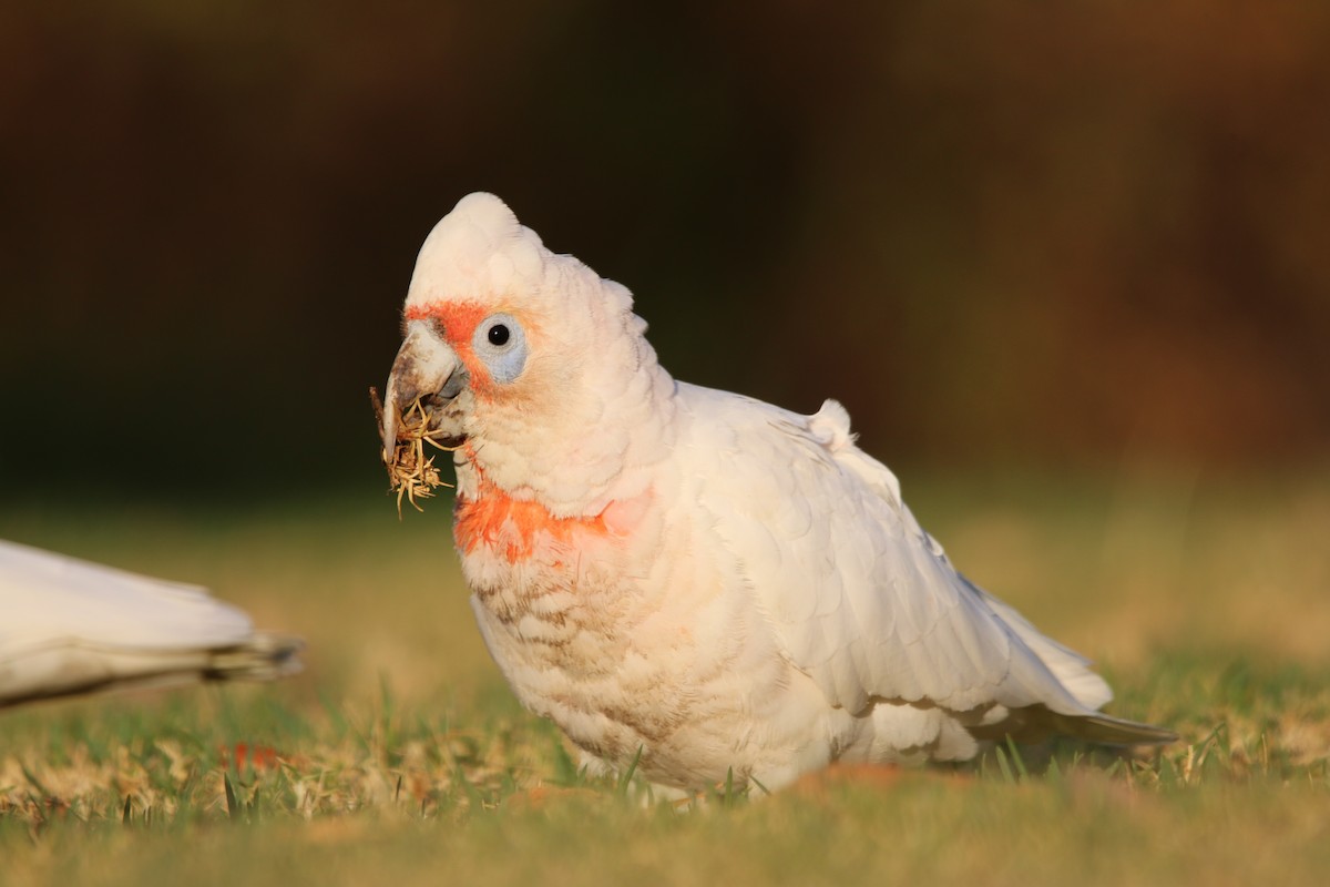 Long-billed Corella - ML640807122
