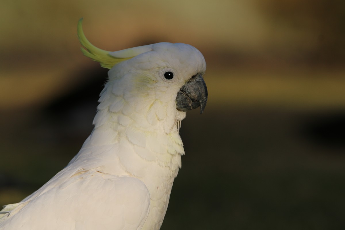 Sulphur-crested Cockatoo - ML640807124