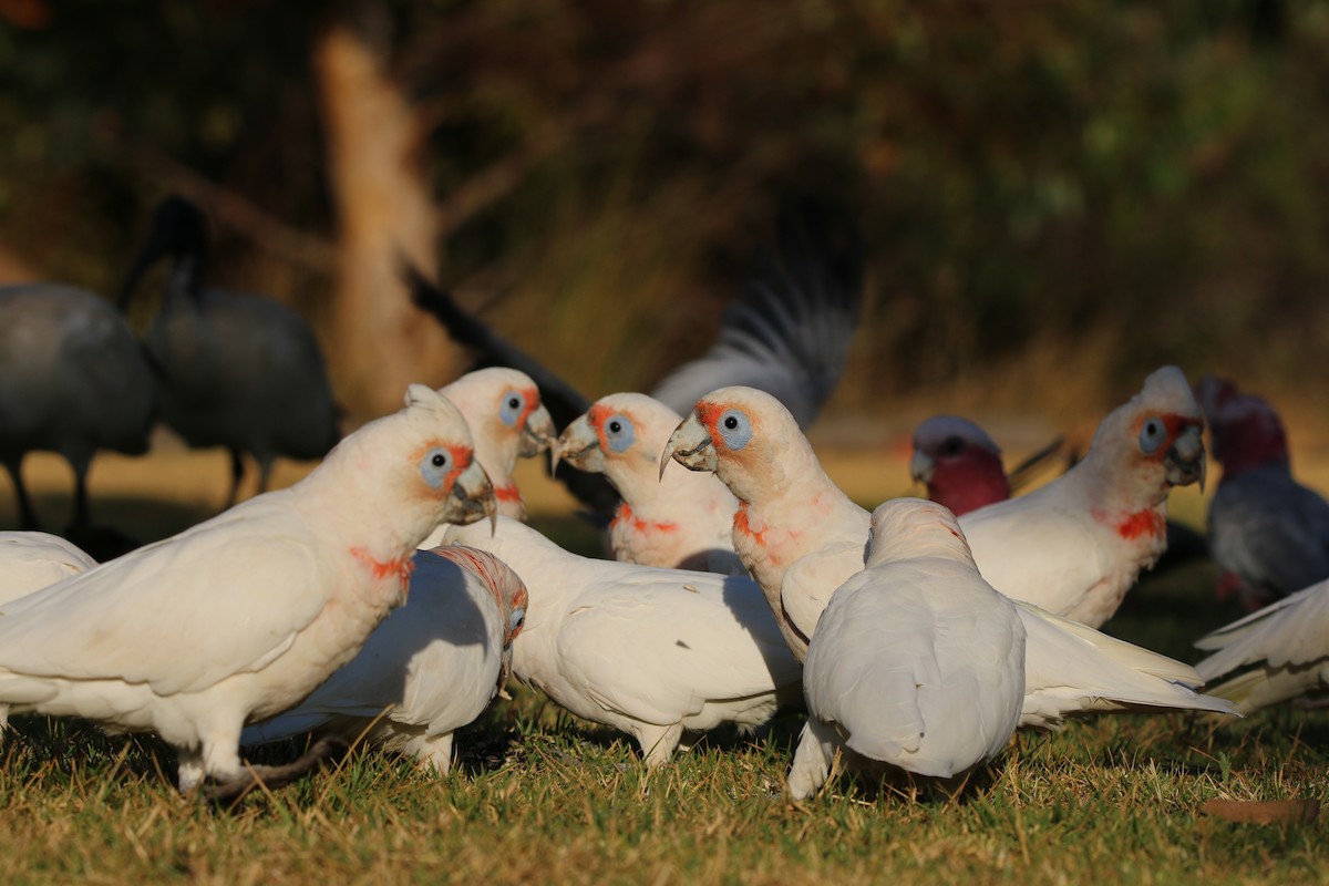 Long-billed Corella - ML640807141