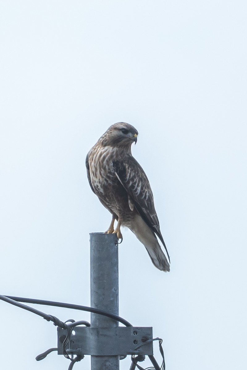 Buse de l'Himalaya - ML640807223