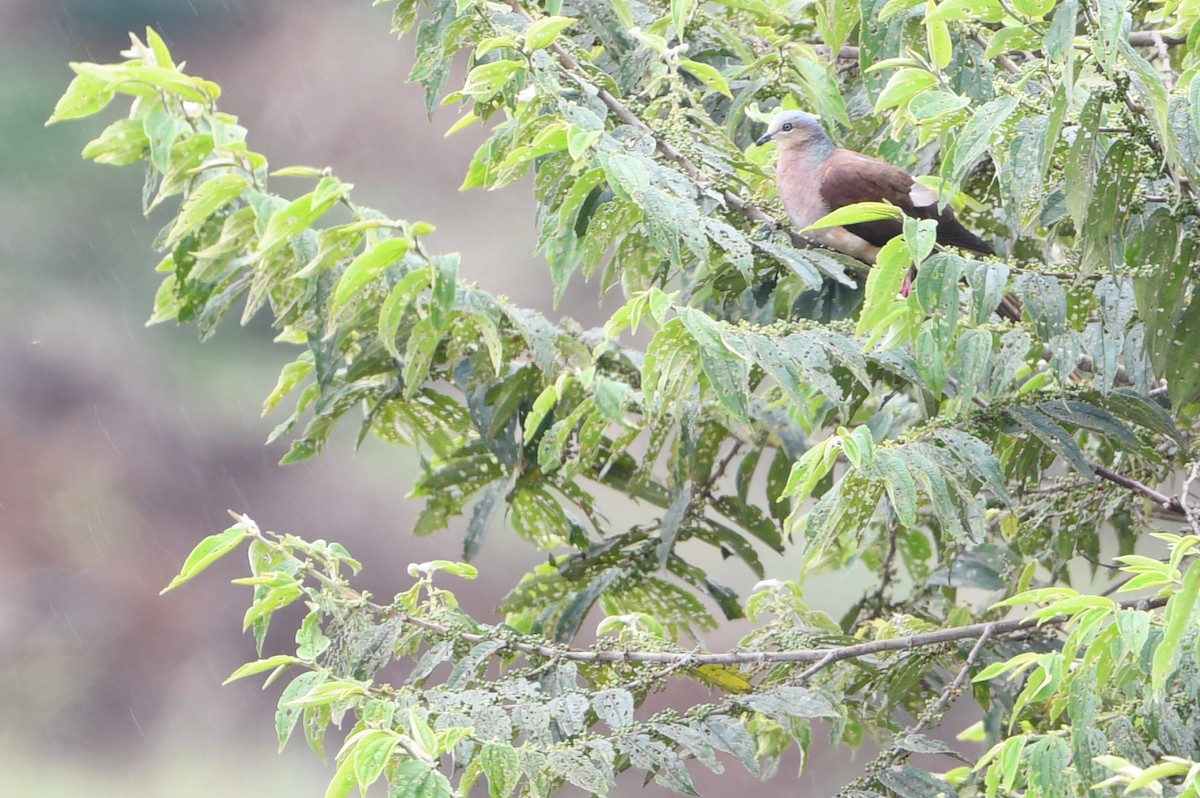 Amboyna Cuckoo-Dove - ML640807291