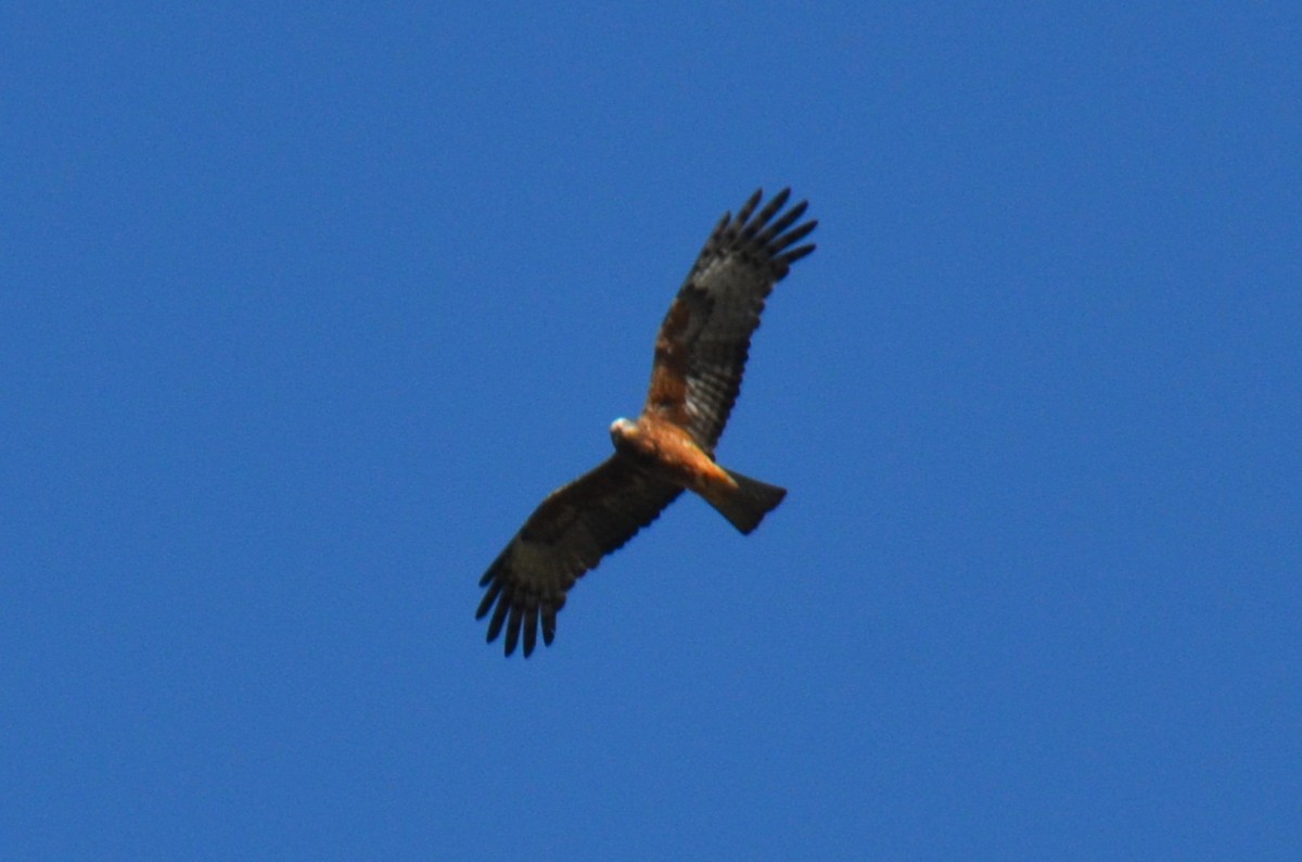 Square-tailed Kite - ML640807355