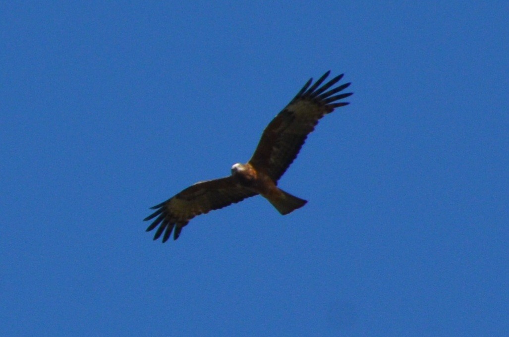 Square-tailed Kite - ML640807356