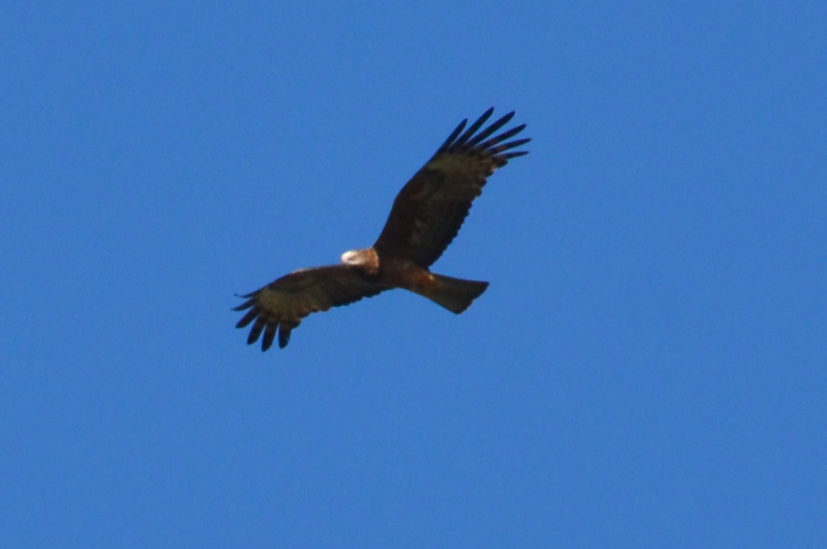 Square-tailed Kite - ML640807357