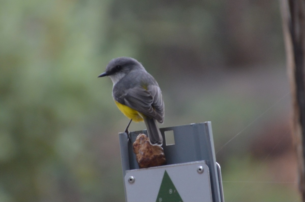 Western Yellow Robin - ML640807407