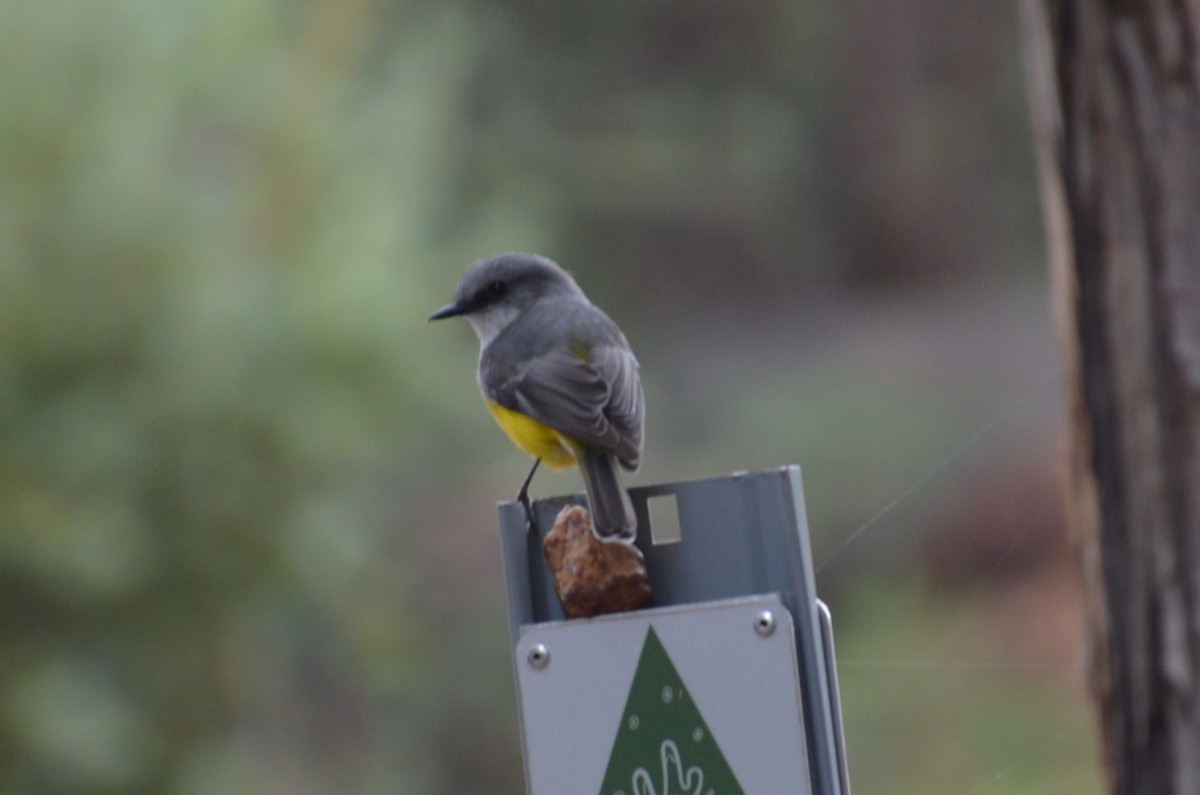 Western Yellow Robin - ML640807408
