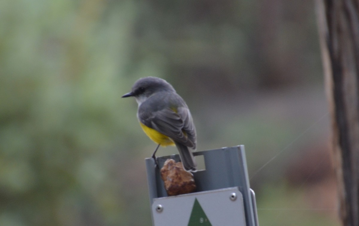 Western Yellow Robin - ML640807409