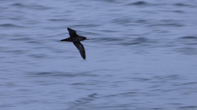 Gabai iluna - ML640807519