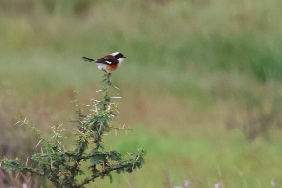 Bay-backed Shrike - ML640807542