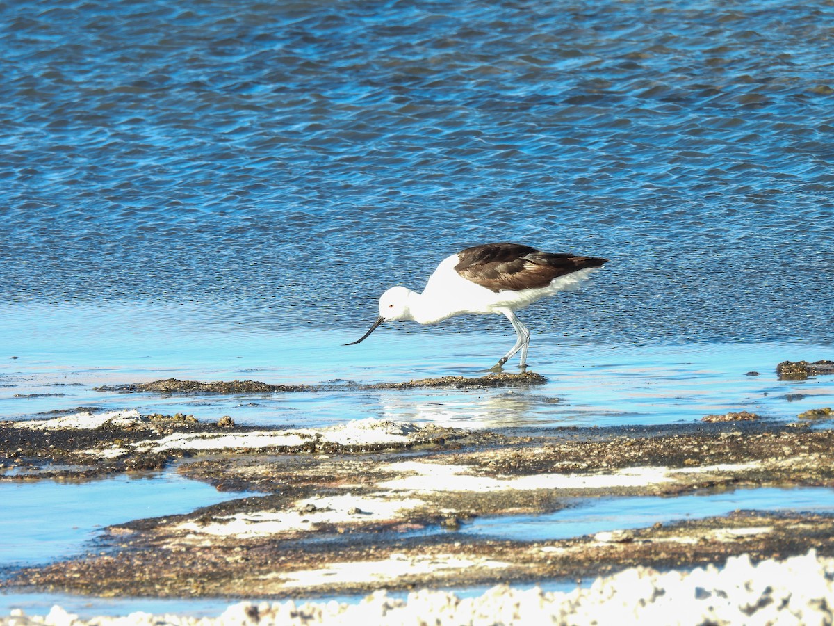 Avocette des Andes - ML640807628