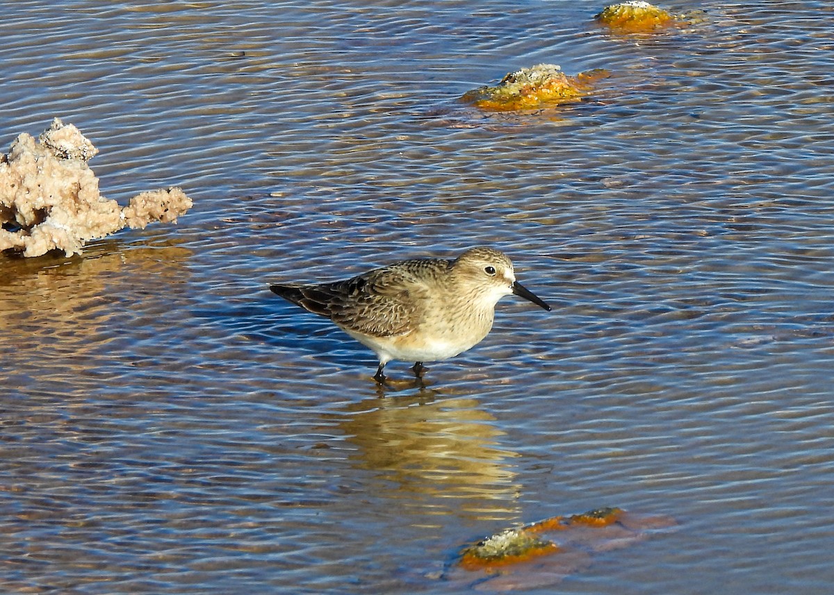 Bécasseau de Baird - ML640807636