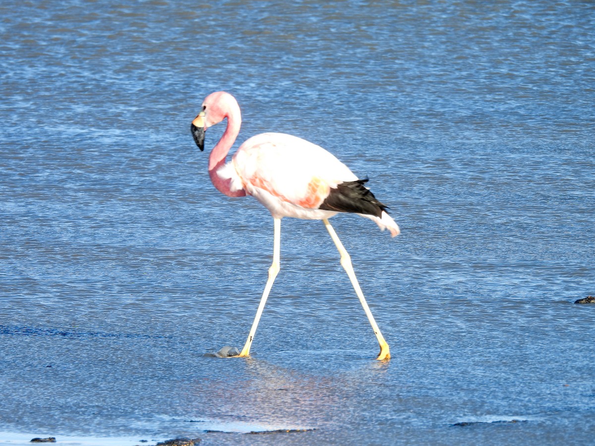Flamant des Andes - ML640807650