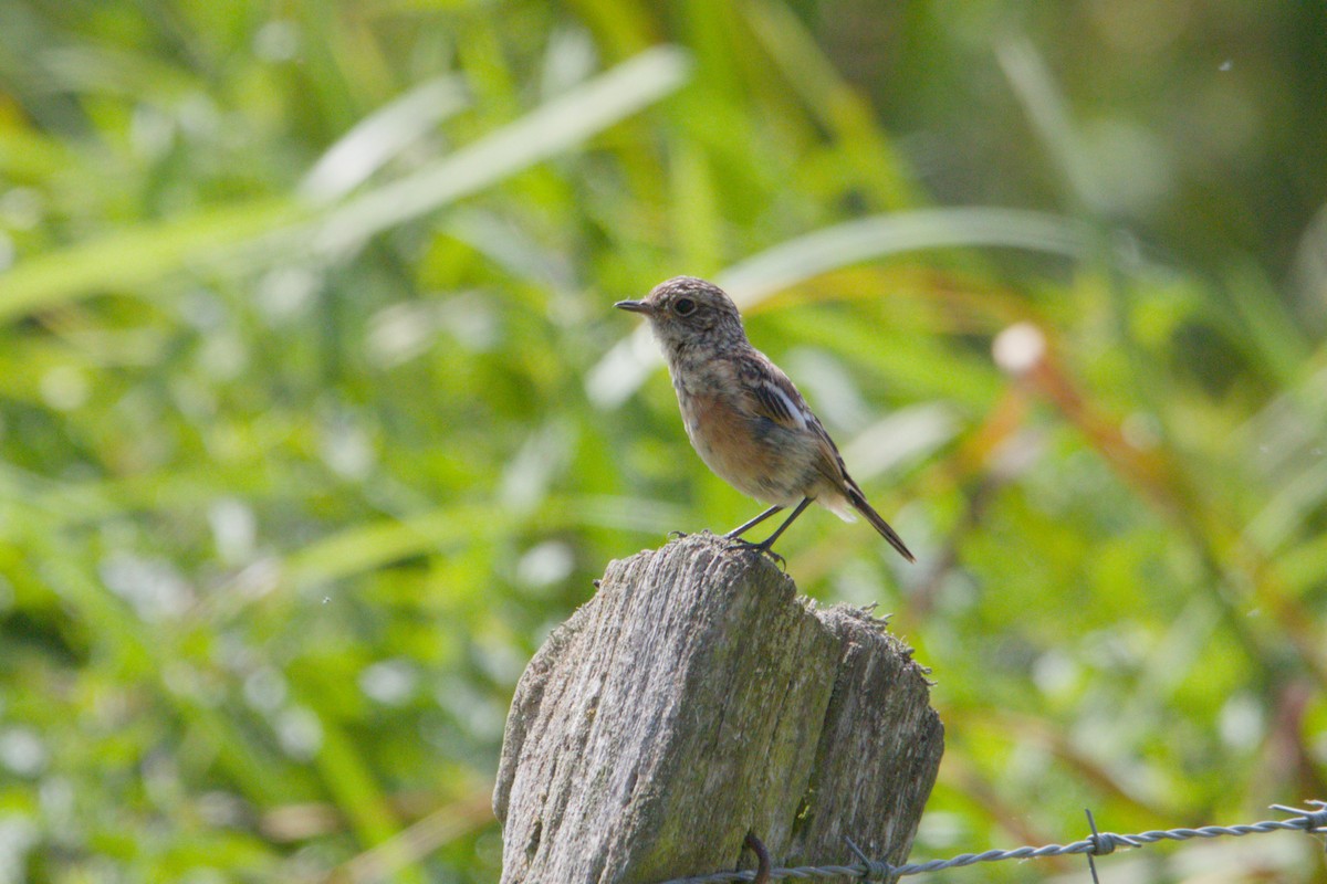 European Stonechat - ML640807662