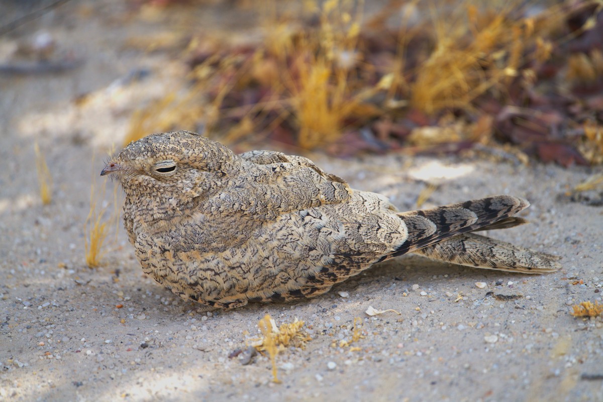 Egyptian Nightjar - ML640807736