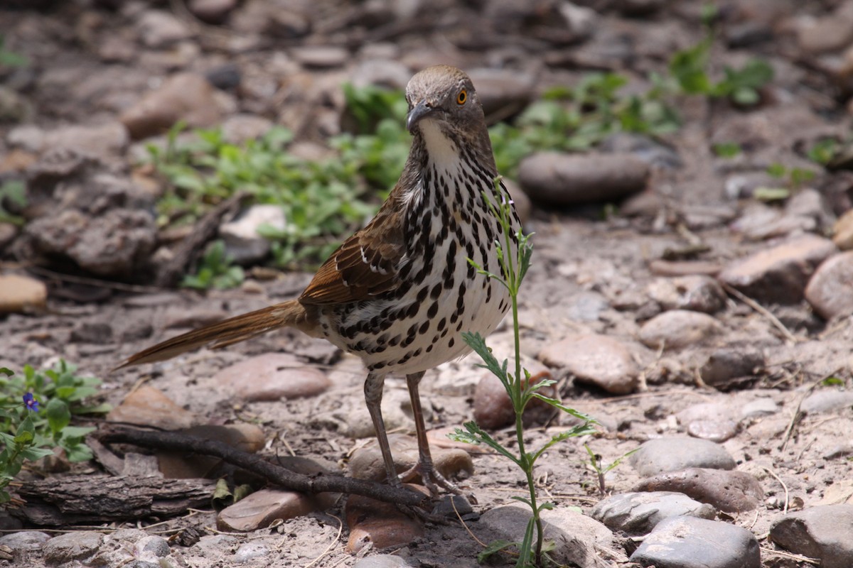 Long-billed Thrasher - ML640807739
