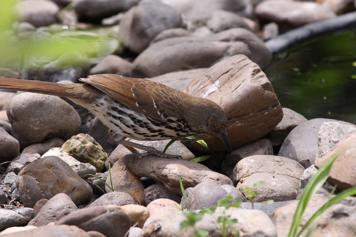 Long-billed Thrasher - ML640807740