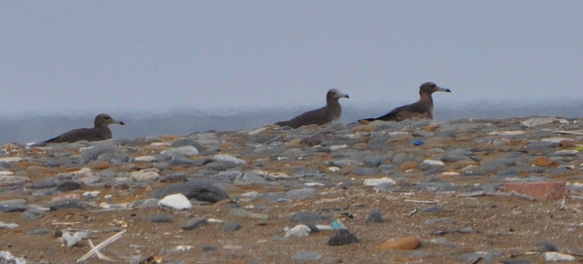 Sooty Gull - ML640807742