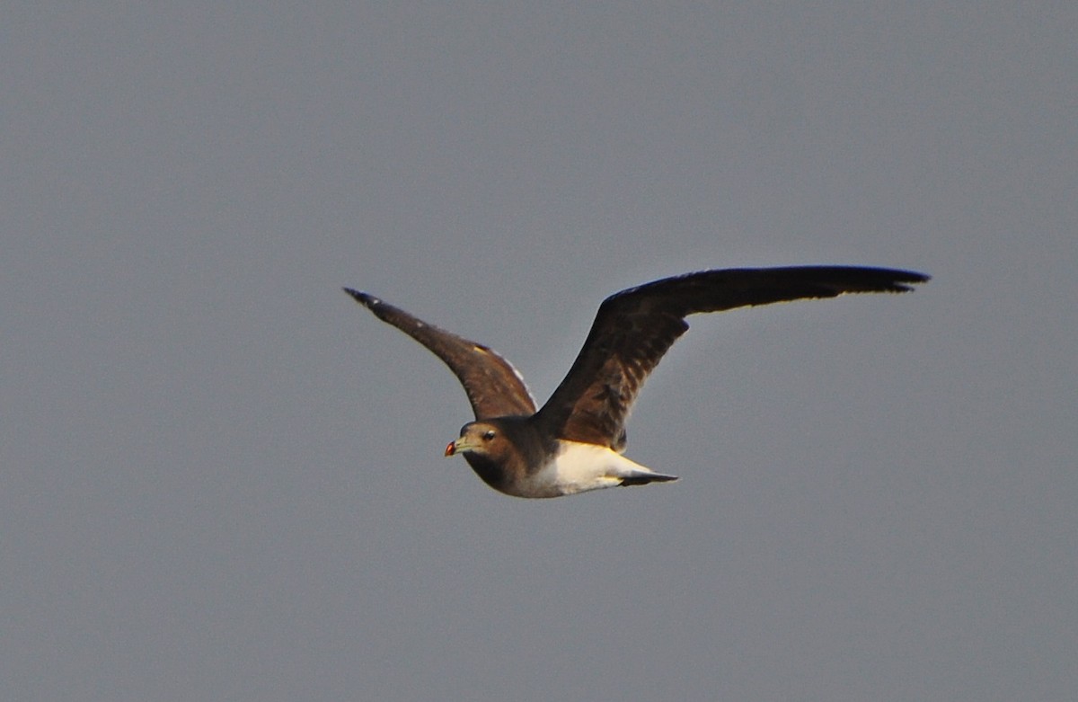Sooty Gull - ML640807743