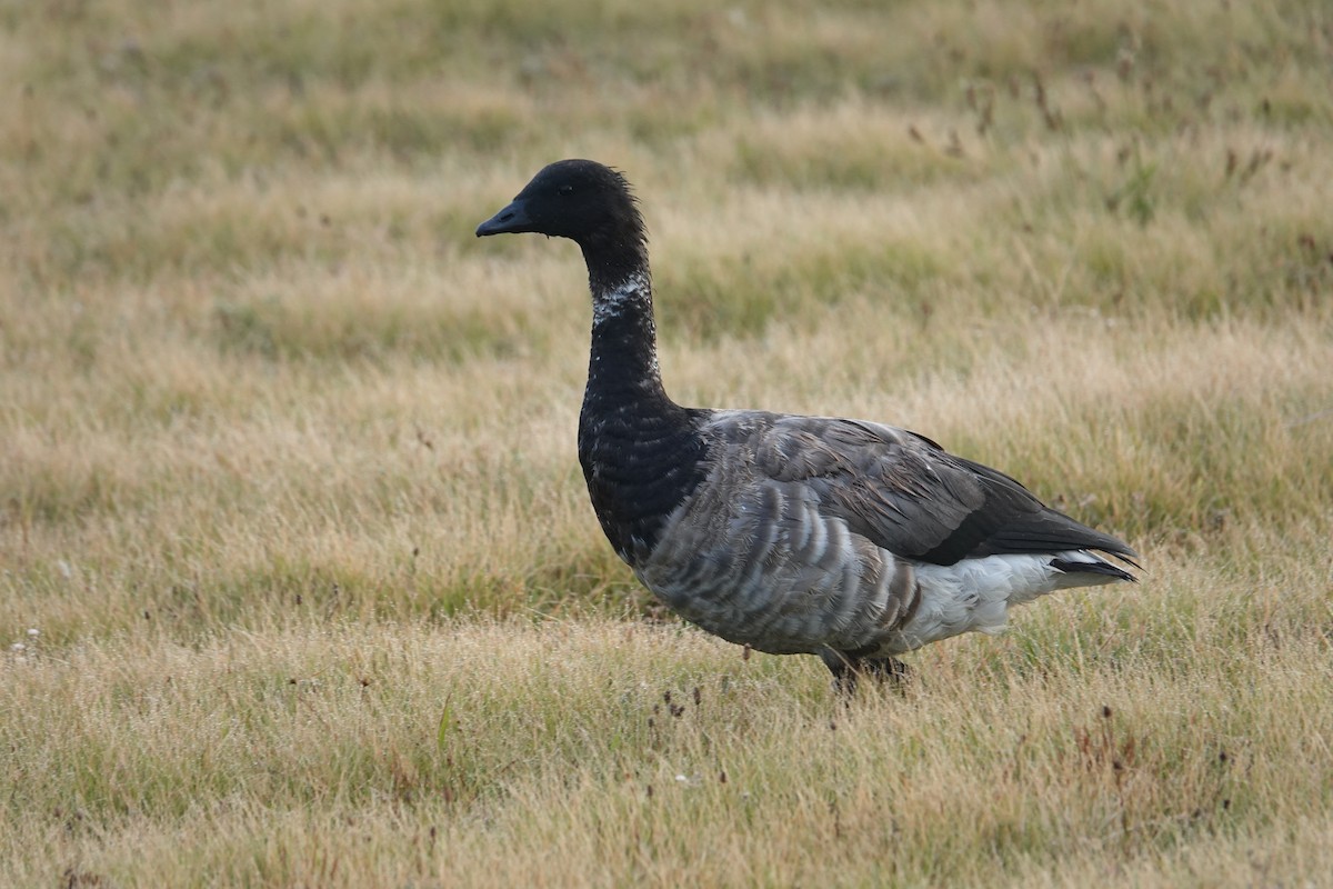 Brant - ML640807759