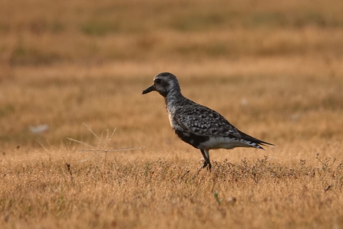 Black-bellied Plover - ML640807787
