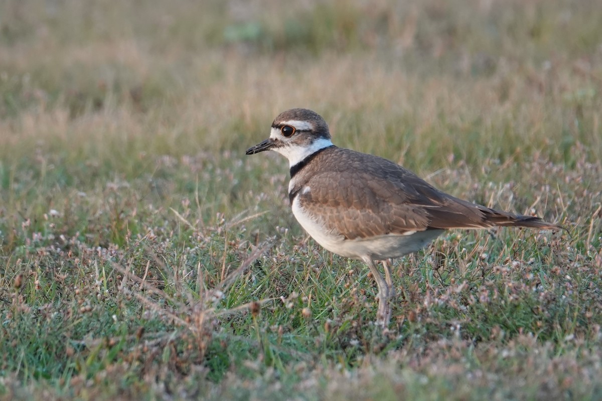 Killdeer - ML640807799