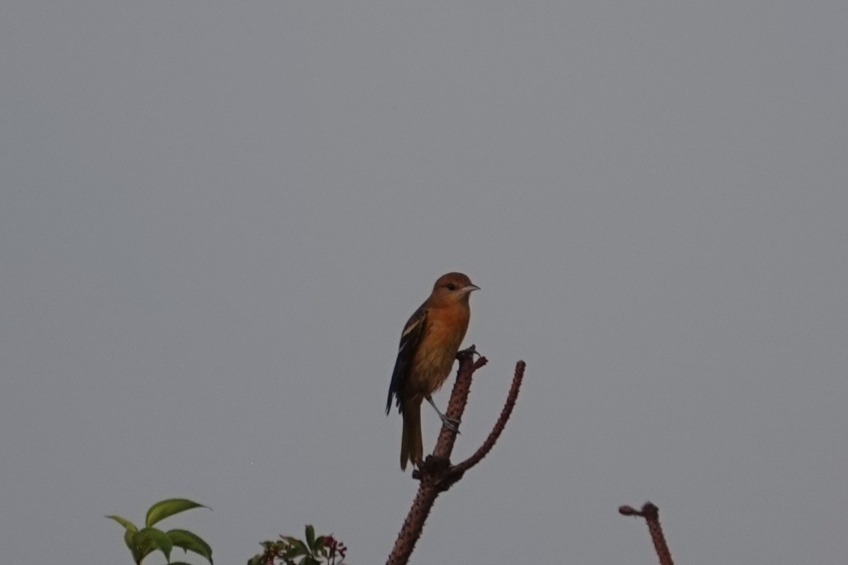 Baltimore Oriole - ML640807811