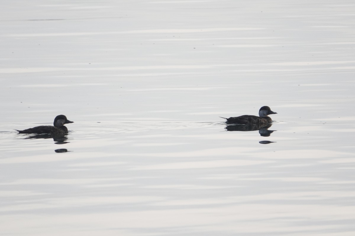 Black Scoter - ML640807814
