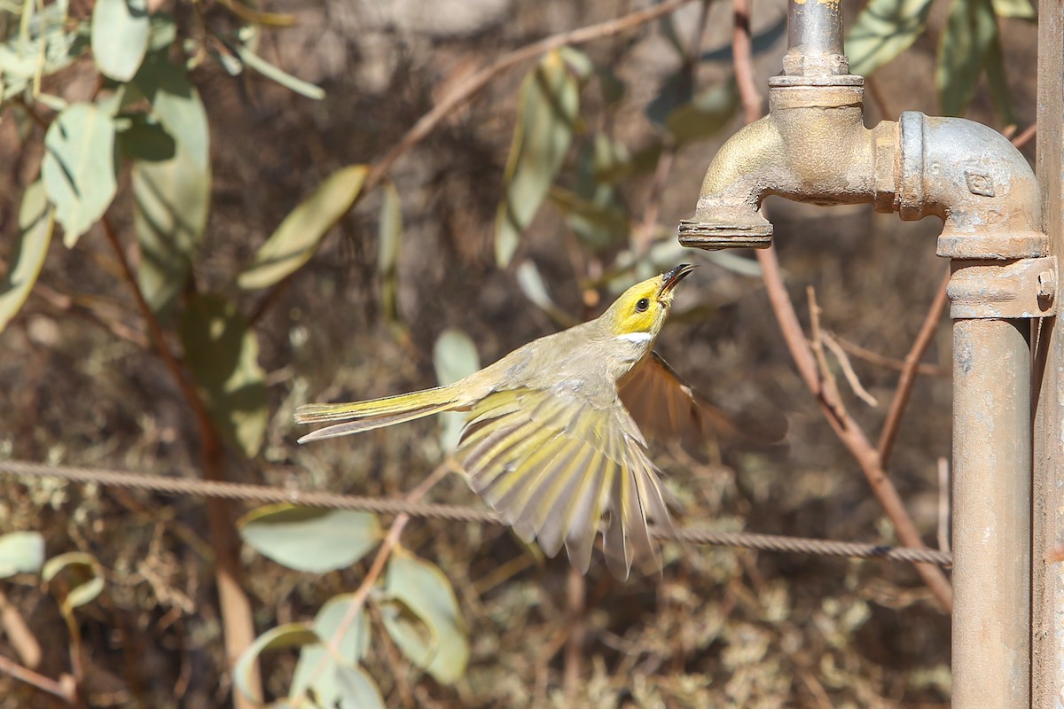 White-plumed Honeyeater - ML640807867