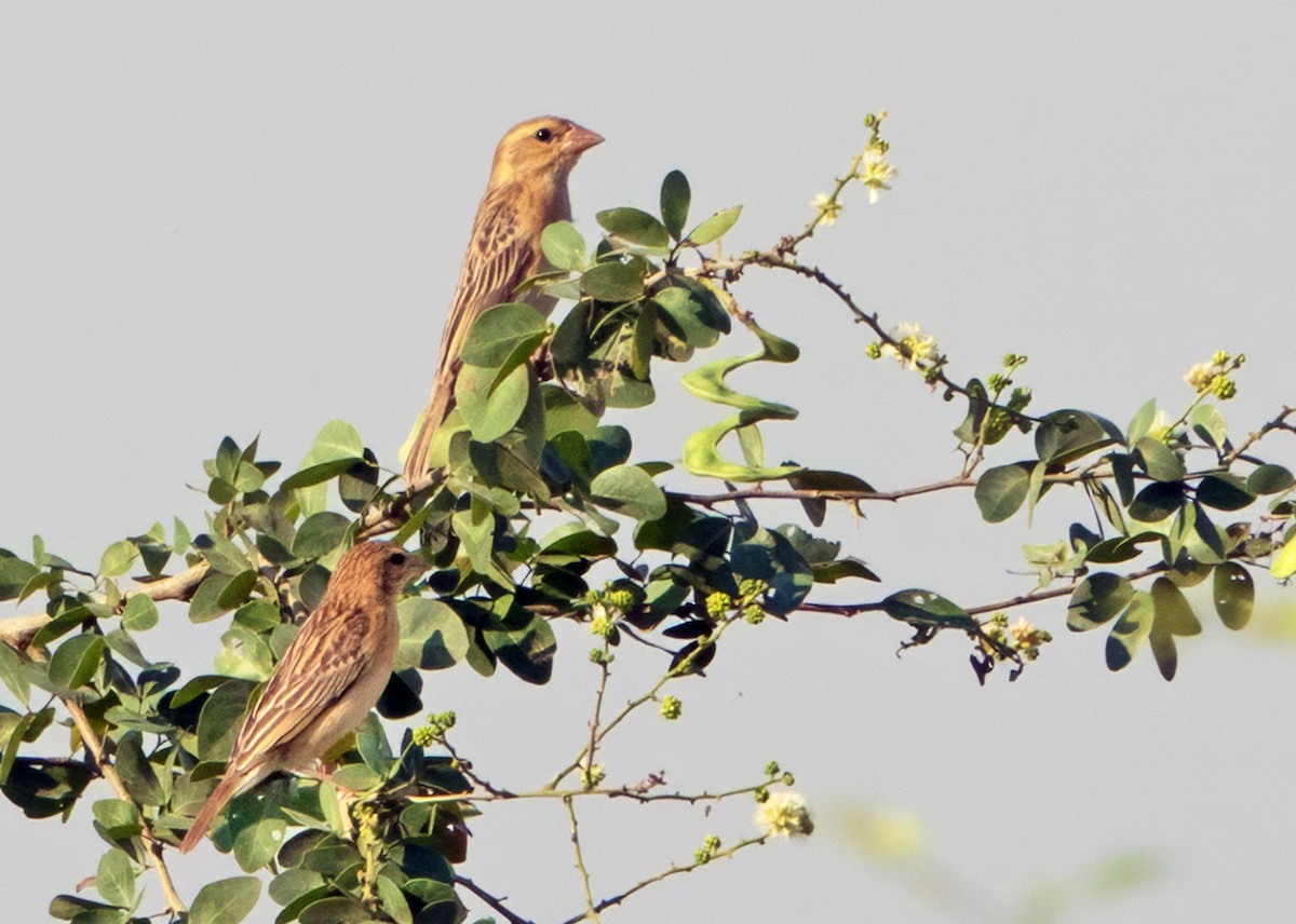 Baya Weaver - ML640807881