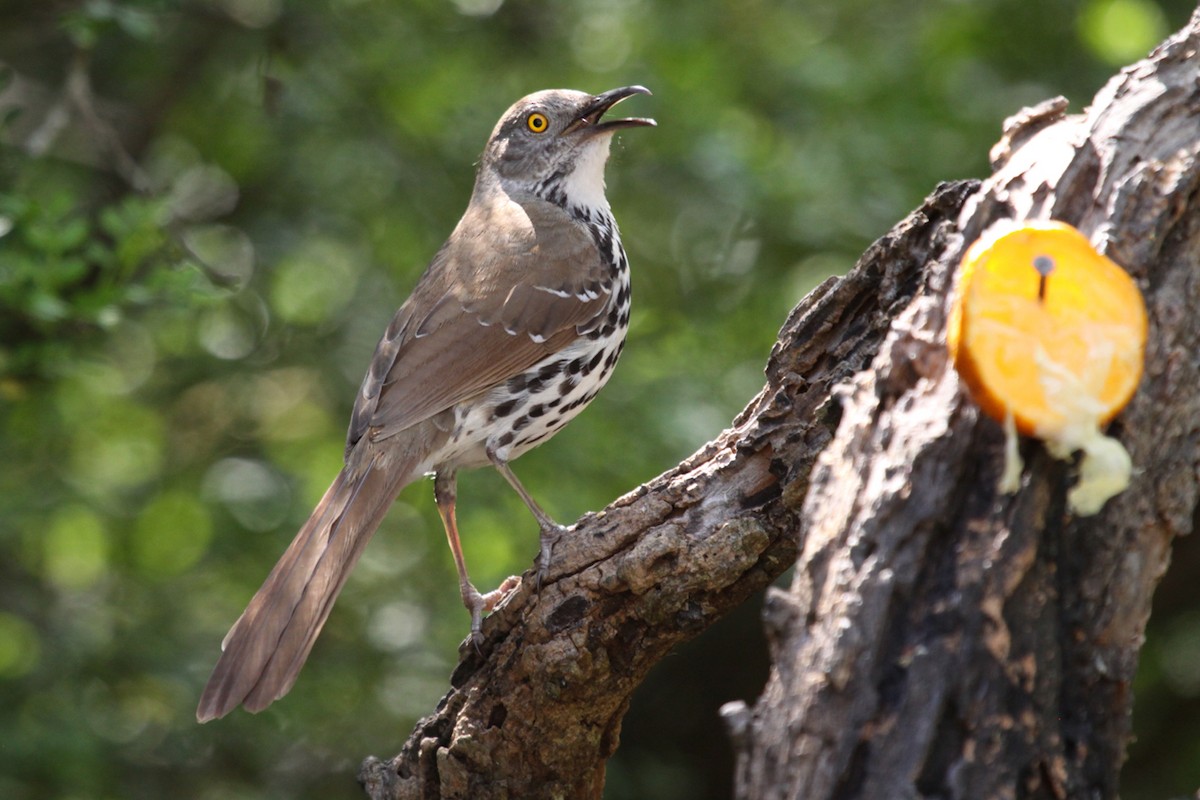 Long-billed Thrasher - ML640807891