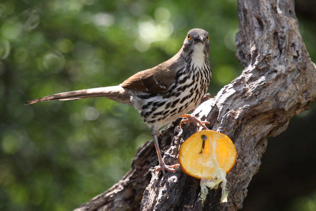 Long-billed Thrasher - ML640807892