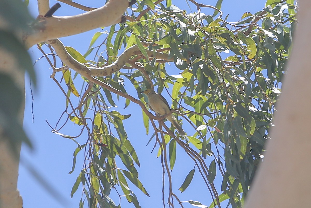 White-plumed Honeyeater - ML640807927