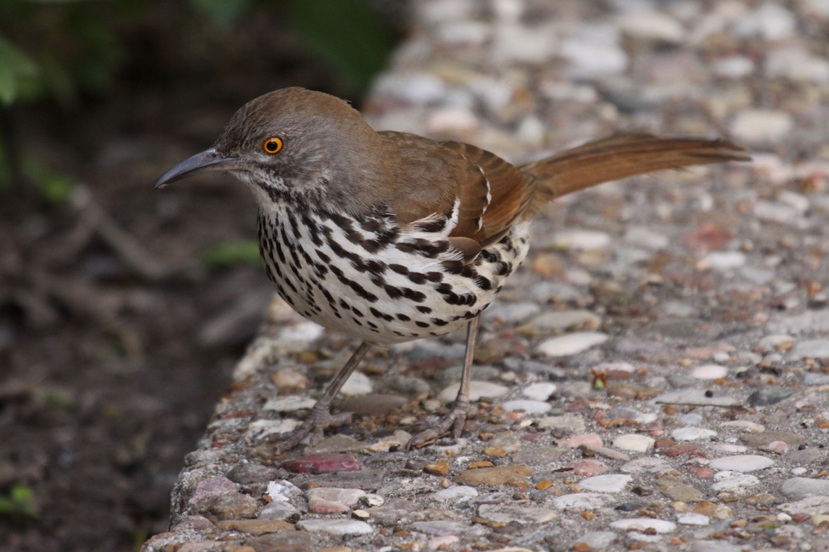 Long-billed Thrasher - ML640807951