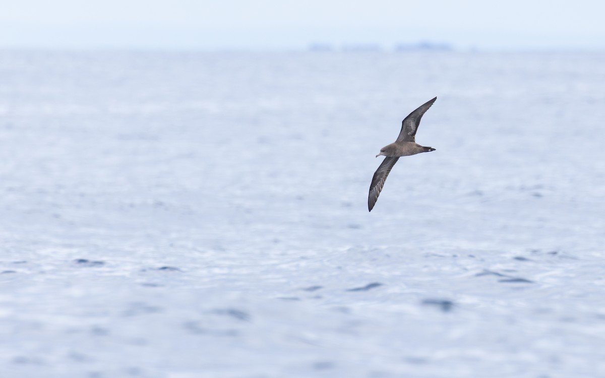 Wedge-tailed Shearwater - ML640807957