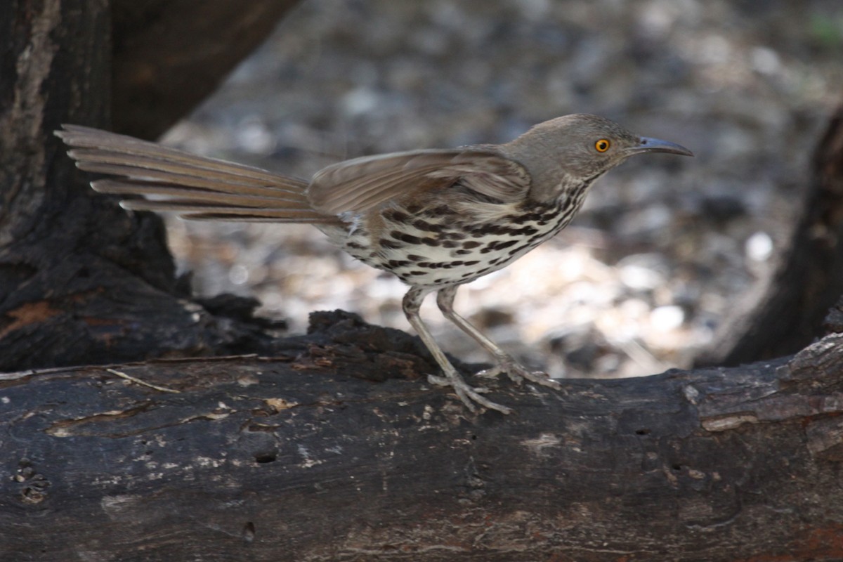 Long-billed Thrasher - ML640807970