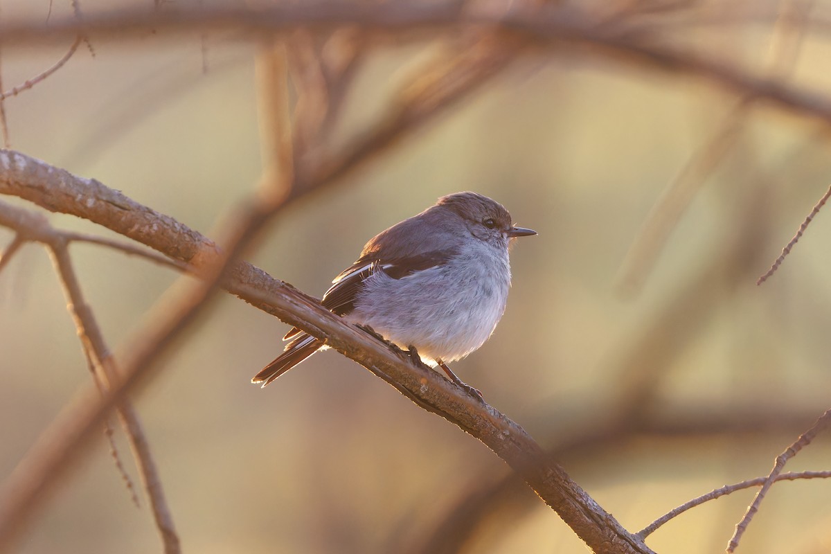 Hooded Robin - ML640807981