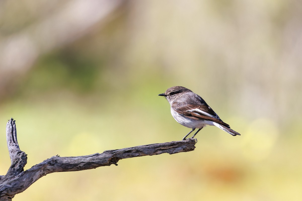 Hooded Robin - ML640807982