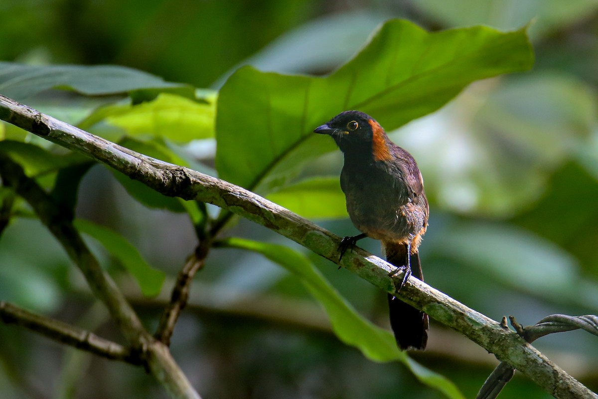 Rufous-necked Laughingthrush - ML640808029