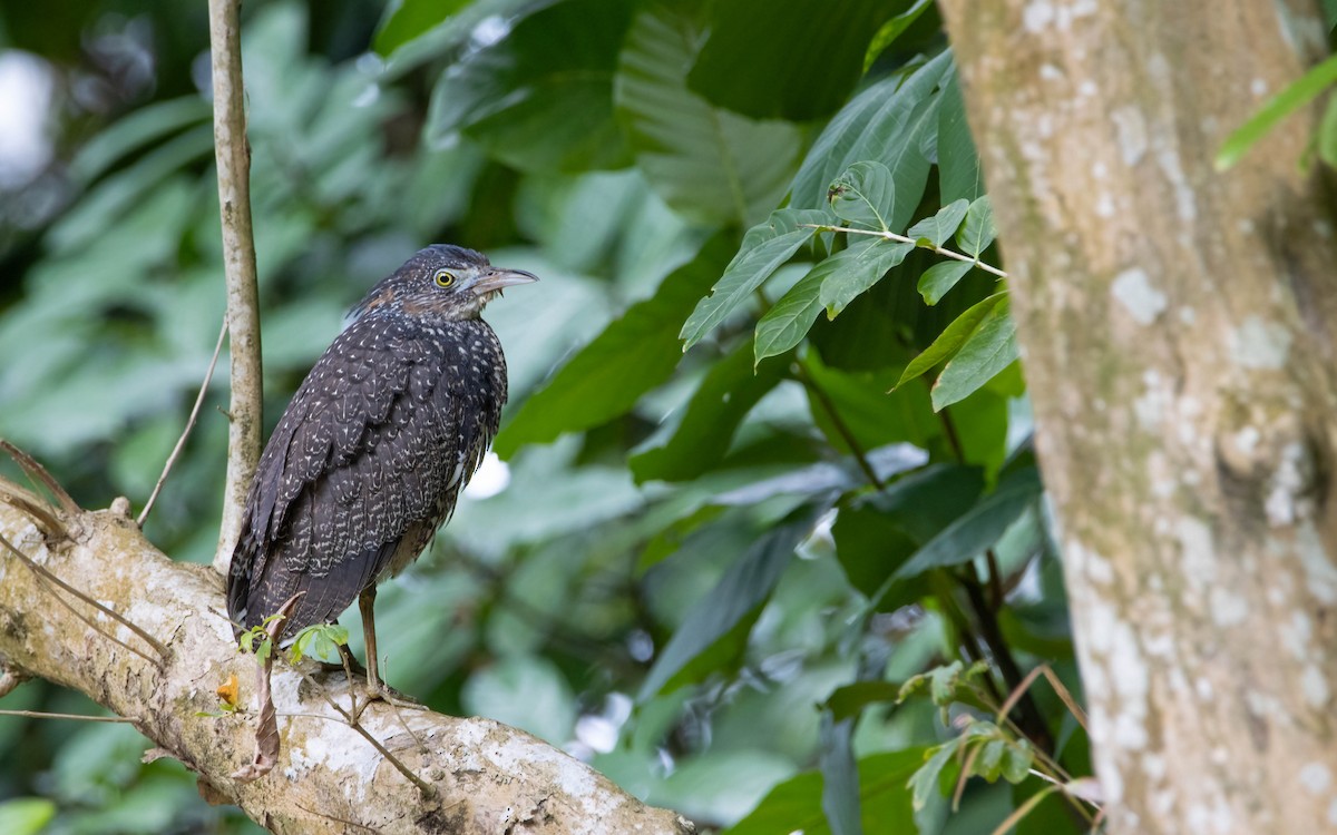 Malayan Night Heron - ML640808041