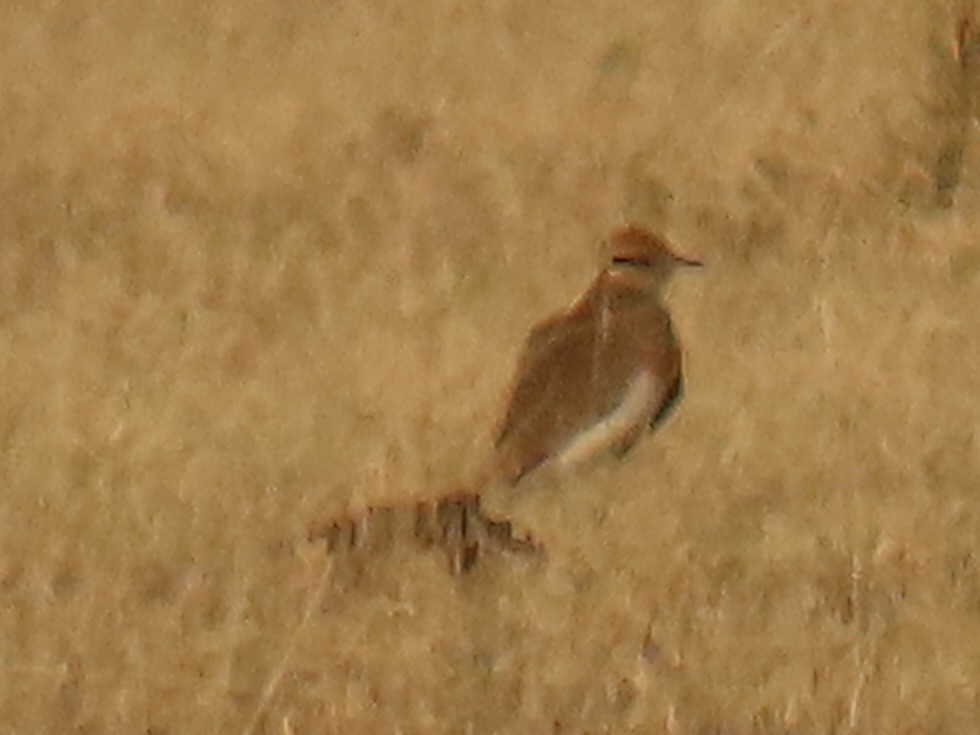 Temminck's Courser - ML640808054