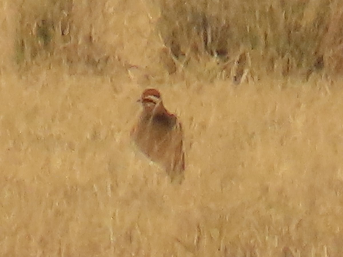 Temminck's Courser - ML640808065