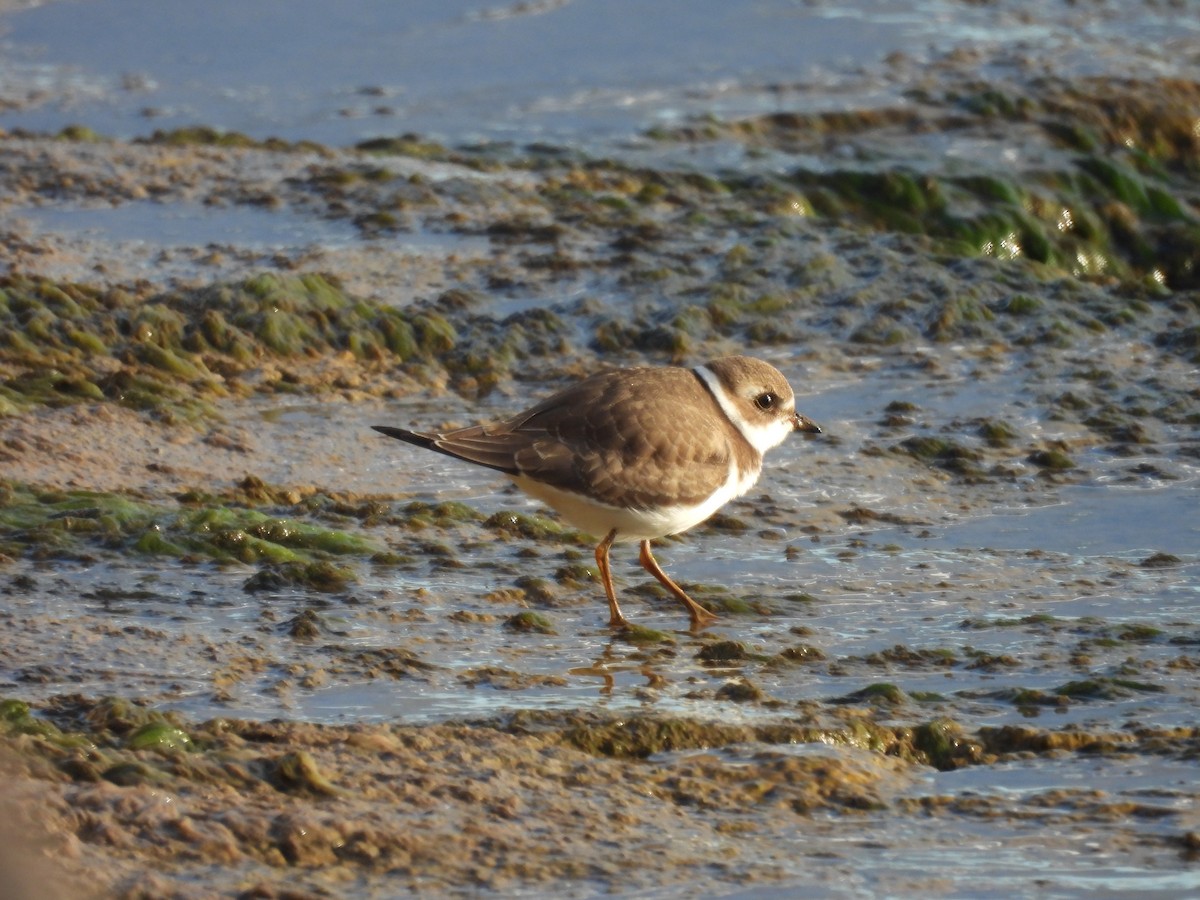 Semipalmated Plover - ML640808086