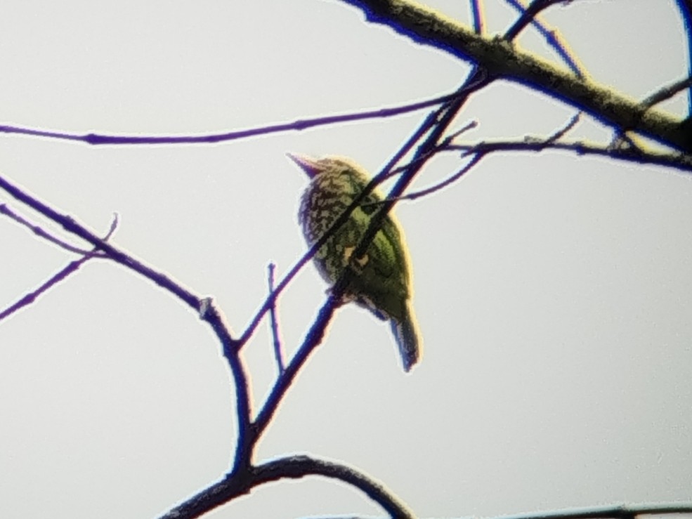 Lineated Barbet - ML640808087