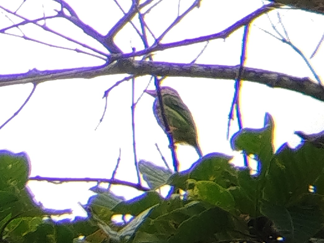 Lineated Barbet - ML640808088