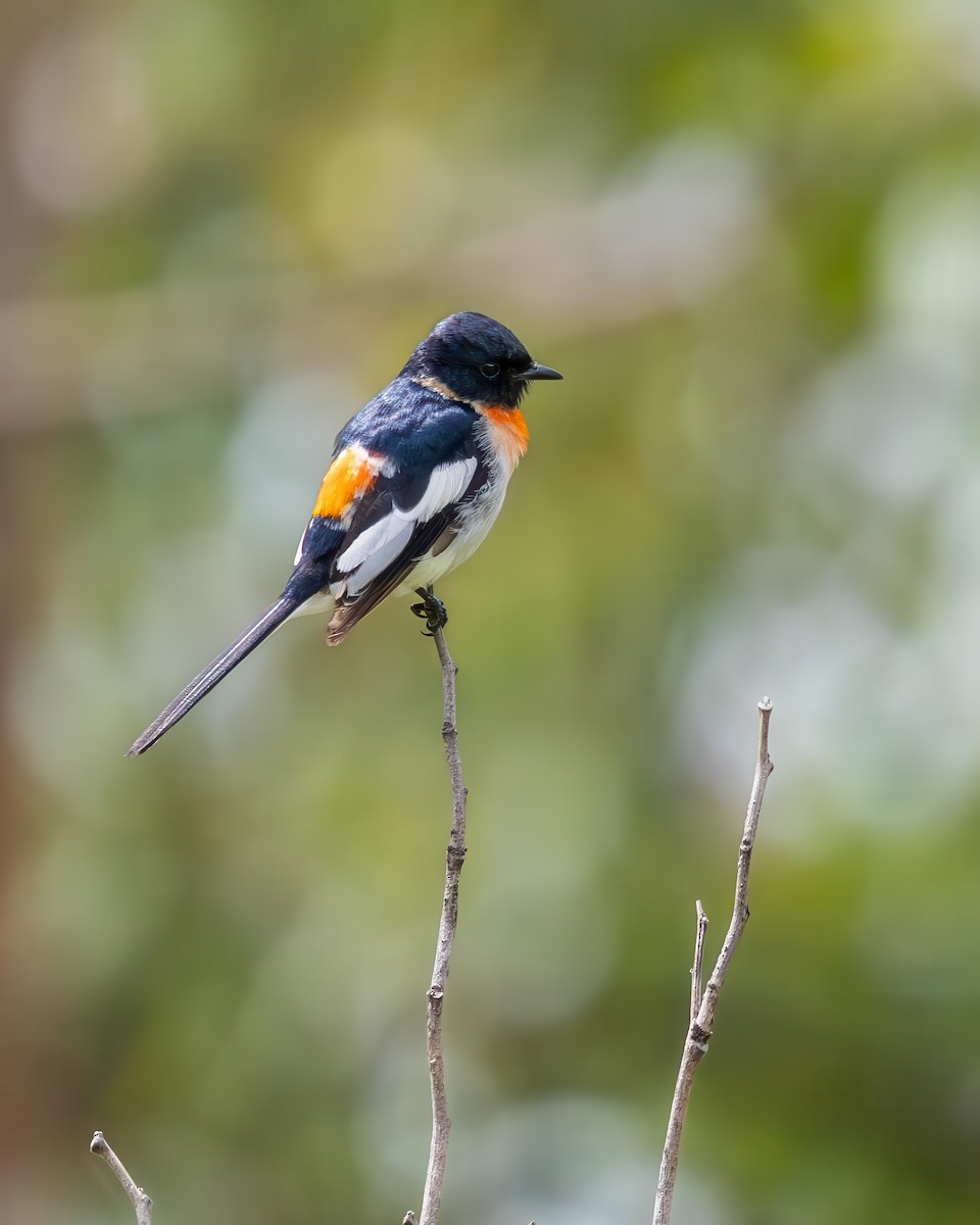 White-bellied Minivet - ML640808111